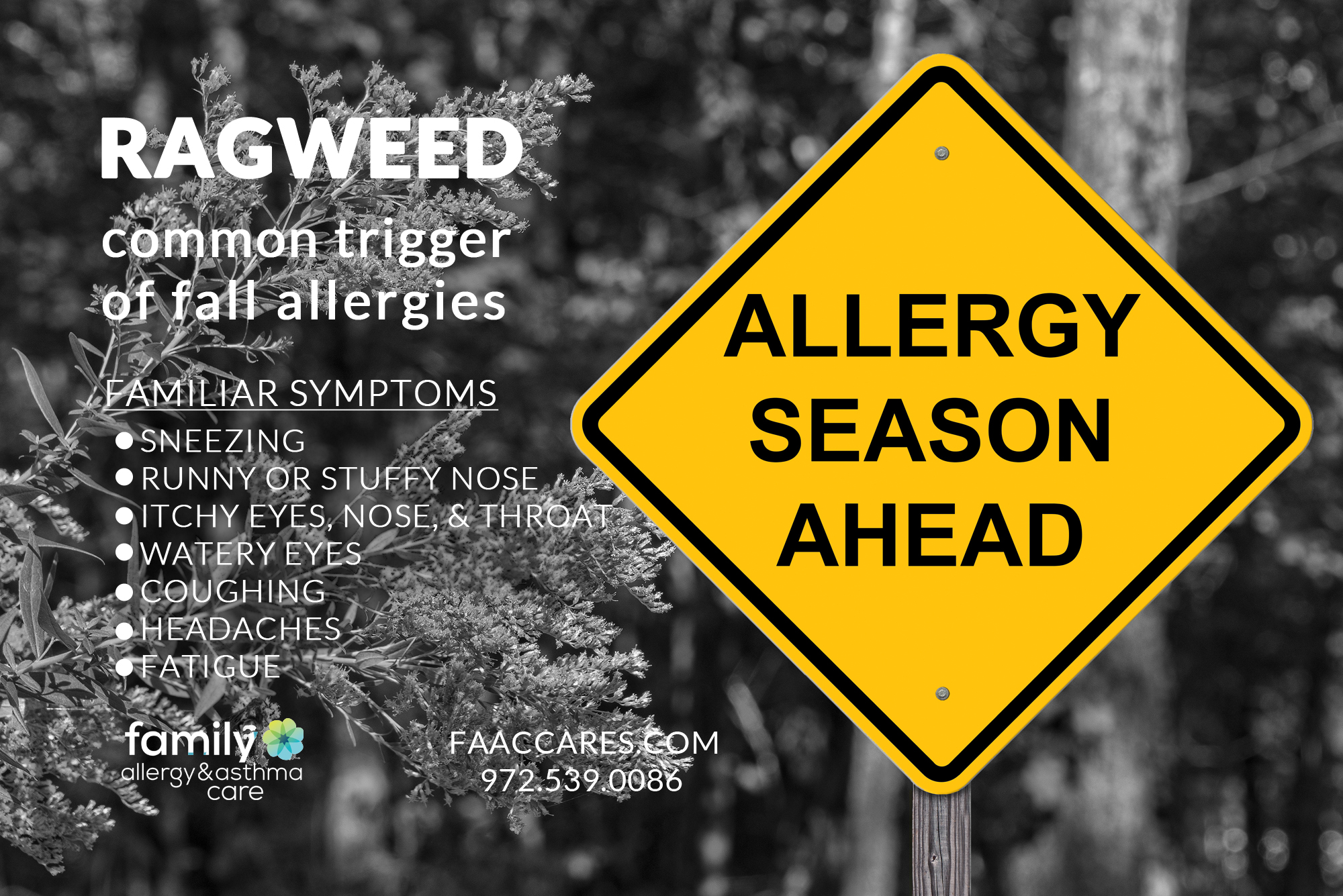 ragweed allergy season allergies