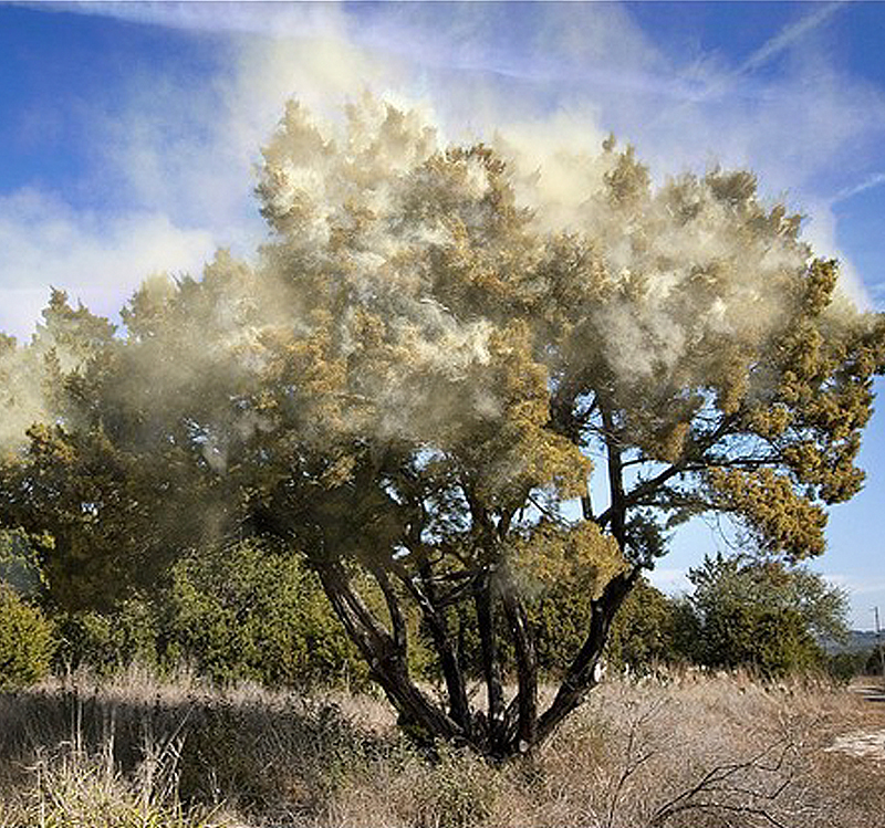 Texas Cedar Allergy Flower Mound Denton